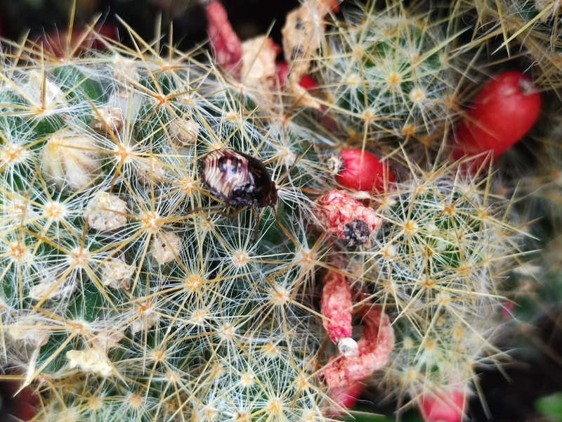 20220618 113102 애기노린재 Rubiconia intermedia.jpg