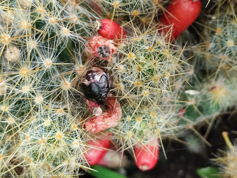 20220618 113117 애기노린재 Rubiconia intermedia.jpg