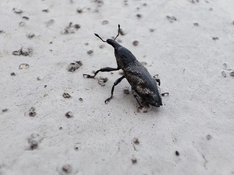 20220430 133953 흰띠길쭉바구미 (Lixus acutipennis).jpg