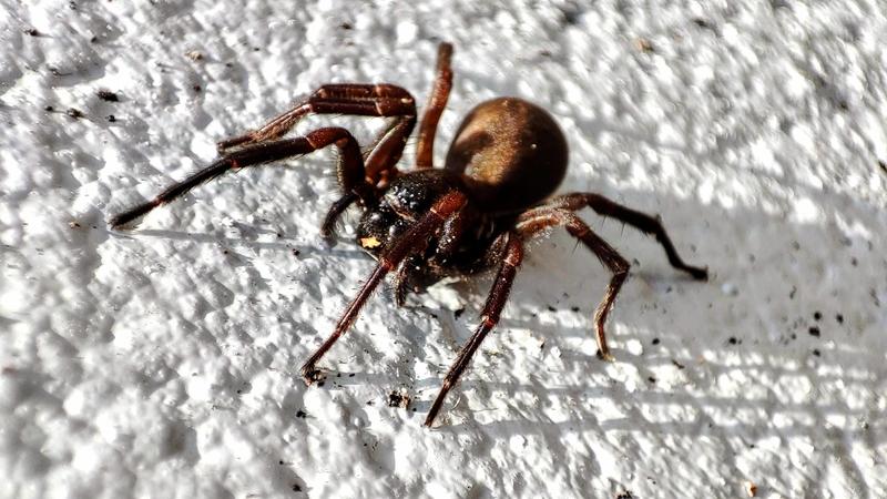 20220416 131908 (회전) 한국깔때기거미 (Pireneitega spinivulva).jpg