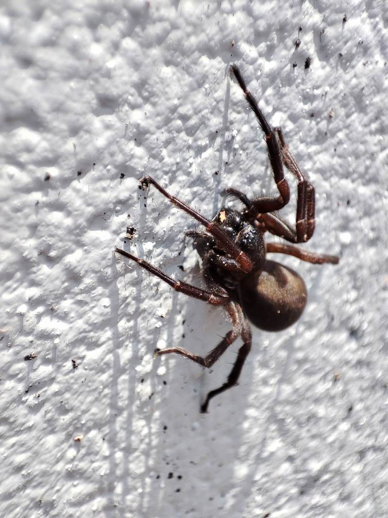 20220416 131908 한국깔때기거미 (Pireneitega spinivulva).jpg