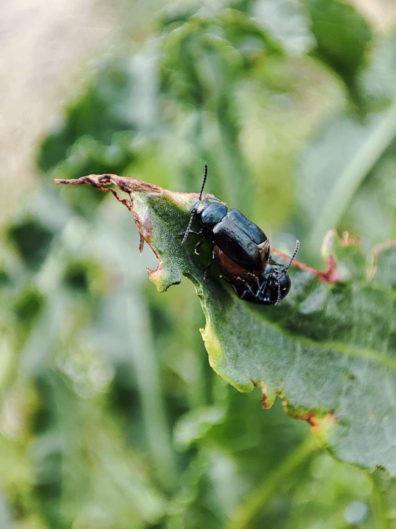 20220409 084904 좀남색잎벌레 (Gastrophysa atrocyanea).jpg