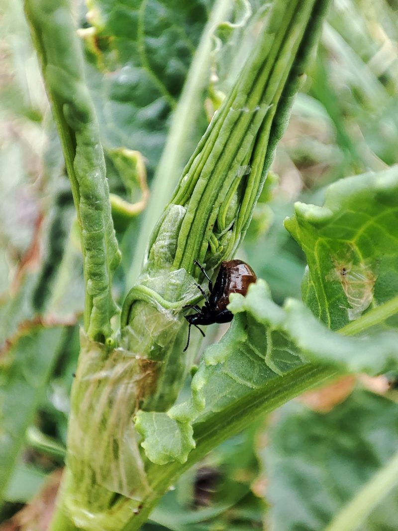 20220409 084845 좀남색잎벌레 (Gastrophysa atrocyanea).jpg