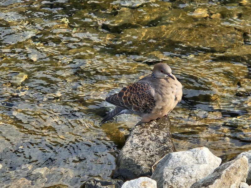 20231228 115707 멧비둘기 (Streptopelia orientalis).jpg