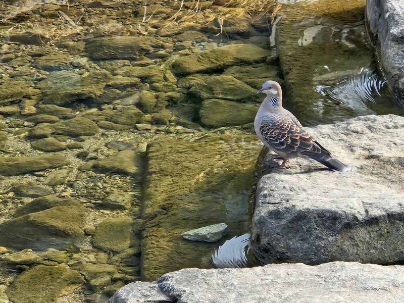 20231228 114245 멧비둘기 (Streptopelia orientalis).jpg