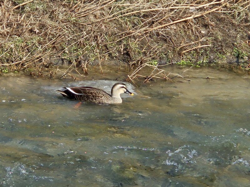 20231224 121242 흰뺨검둥오리 (Anas zonorhyncha).jpg