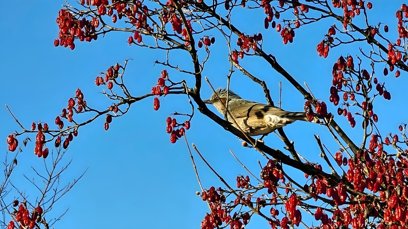 20260113 153100 cropped 직박구리 (Hypsipetes amaurotis).jpg