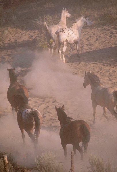 15410025-2 Spotted White Horse-Leading-4 brown horses.jpg