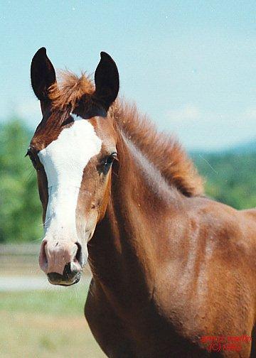 Brown Horse 06-Young-Face Closeup.jpg