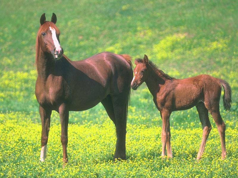 Brown Horse 17-Mom and Young-On Flower Field.jpg