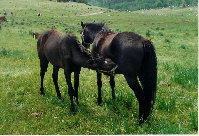 Brown Horses-New Mexico-Plain.jpg