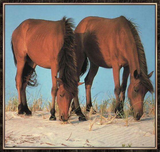 Feral Horse 01-2 Wild Brown Horses-Solid-coated Mustangs-pair.jpg