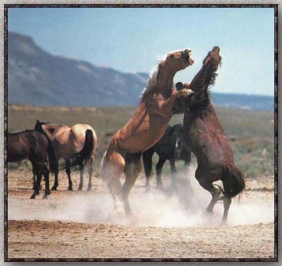 Feral Horse 02-Wild Brown Horses-Fighting.jpg