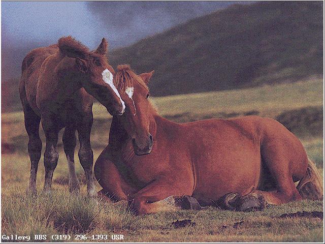Gallery074-Brown Horses Mom and Baby.jpg