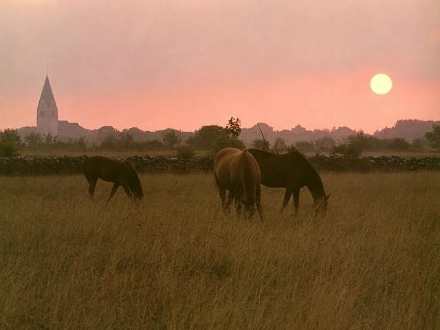 Gotland1-Brown Horses-feeding at sunset-Gotland Island Sweden.jpg
