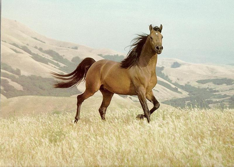 horse02.jpg
