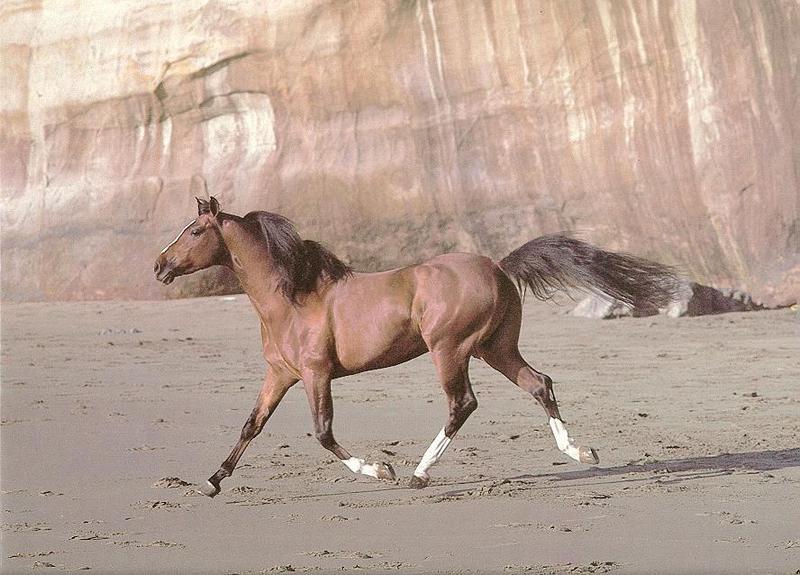 horse04.jpg
