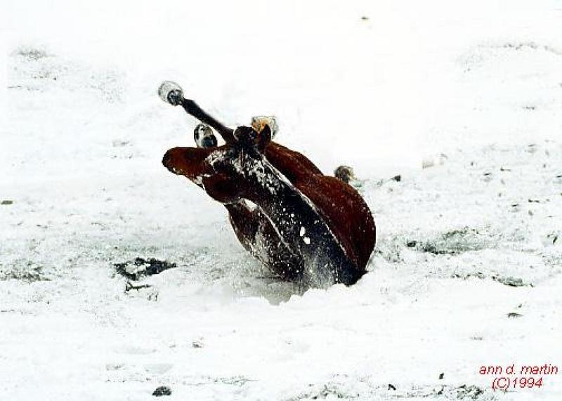 Horse Romper-Playing on Snow.jpg
