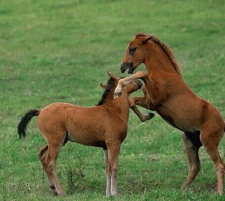 Horses07-Baby Rompers-Rearing on Leg.jpg