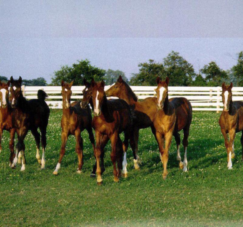 horses1-herd.jpg