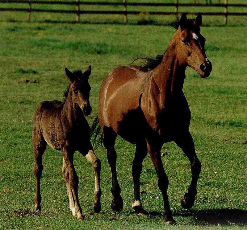horses2-mom baby.jpg