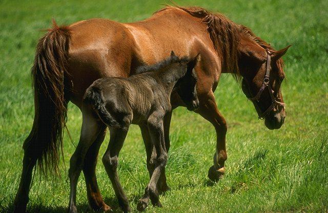 horses-Mom and Baby.jpg