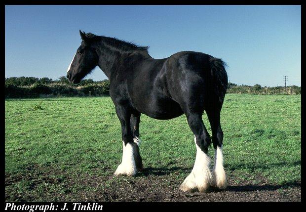 JT00848-Black Shire Horse-standing on grass.jpg