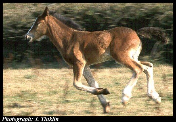JT00887-Domestic Horse-juvenile-running.jpg