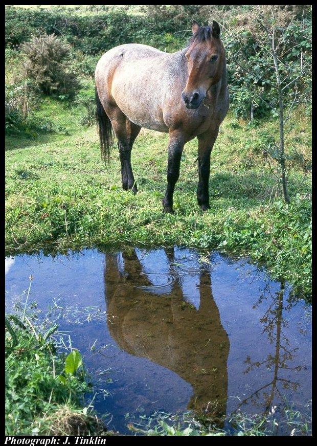 JT300341-Brown Domestic Horse-by water.jpg