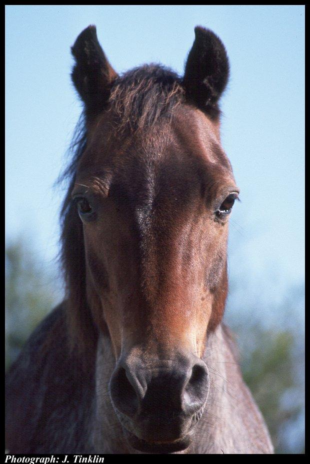 JT300345S-Brown Domestic Horse-face closeup.jpg