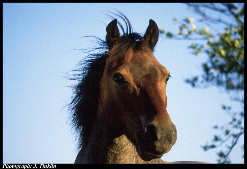 JT300346S-Brown Domestic Horse-face closeup.jpg
