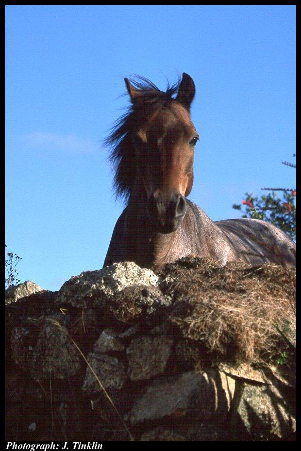 JT300348-Brown Domestic Horse-closeup beyond rock fence.jpg