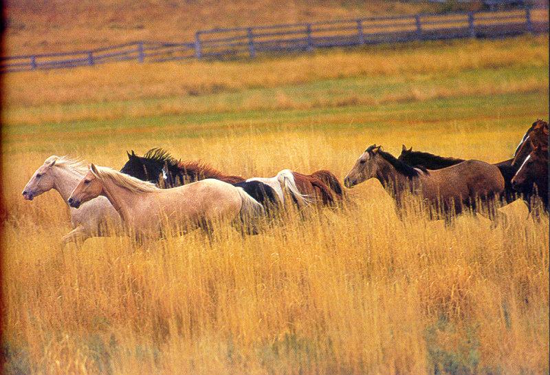 lj Rob Sheppard Ponderosa Ranch-Seneca Oregon.jpg