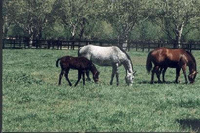 mare-Brown and Dapple Gray Horses-Moms and Babies-Eating Grass.jpg