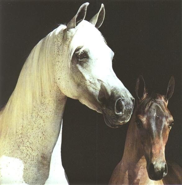 mare foal-Gray and Brown Horses-Face Closeup.jpg