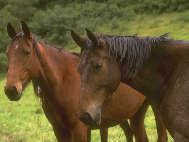 Paard08-Brown Domestic Horses-pair closeup.jpg