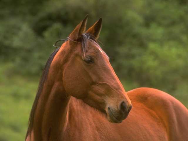 Paard09-Brown Domestic Horse-alone closeup.jpg