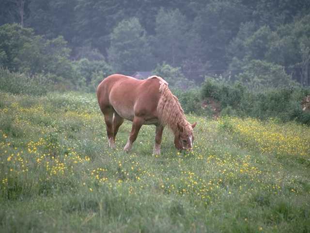 Paard10-Brown Domestic Horse maned-foraging on field.jpg
