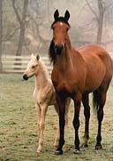 pho188 1-Horses-Mom and Baby.jpg