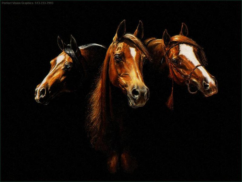 pv horses2.jpg