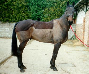 Scooby1-Domestic Horse.jpg
