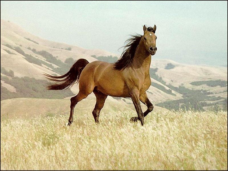 Wild Brown Horse02-On Plain.jpg