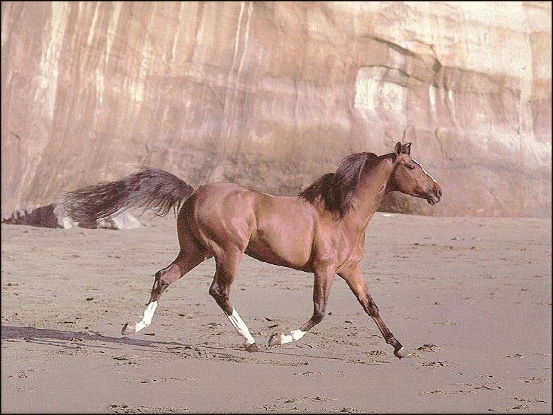 Wild Brown Horse04 Run Sandbed.jpg