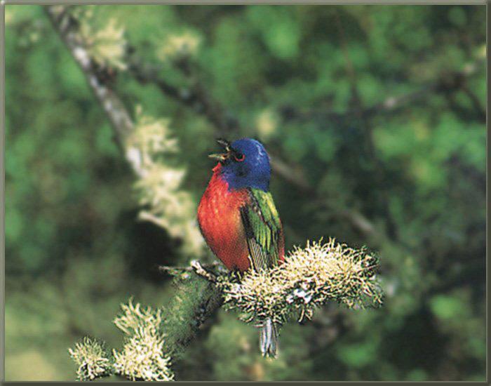 Painted Bunting 10-Cry-On bloomed Branch.jpg