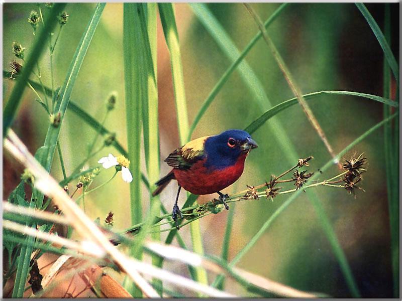 Painted Bunting 19-Perching on grass branch.JPG