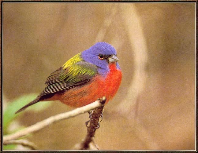 Painted Bunting01-Male-On Branch.jpg