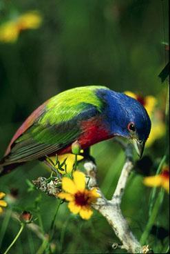 Painted Bunting-On Branch-Looks Down.jpg