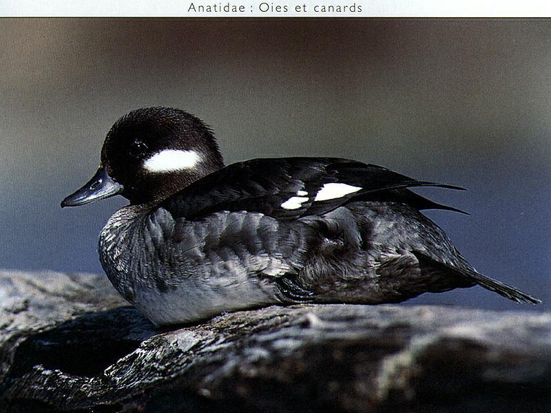 Ds-Oiseau 098-Bufflehead Duck-female sitting on rock.jpg