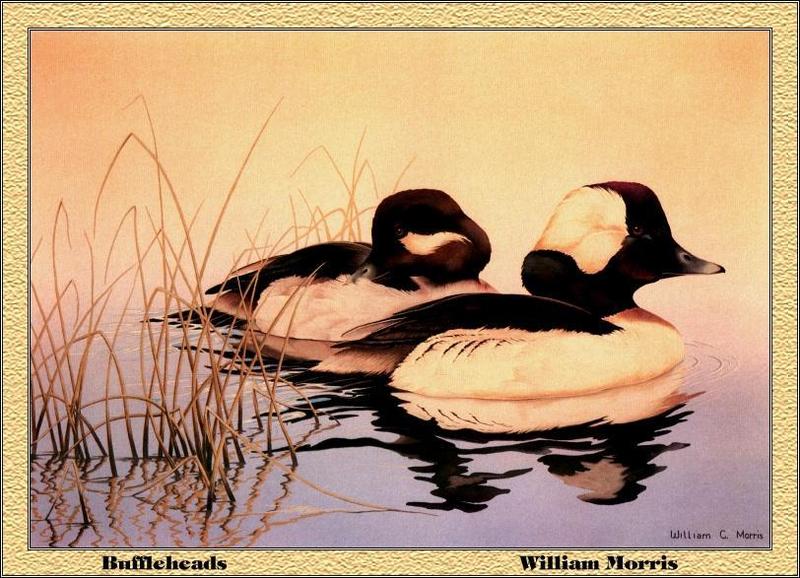 p-alds1984-Buffleheads-pair-Painting by William Morris.jpg