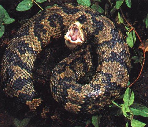 anim16-Cottonmouth Snake-wide mouth.jpg